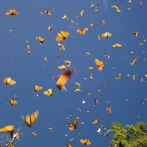 Meet your Posher, Sofia